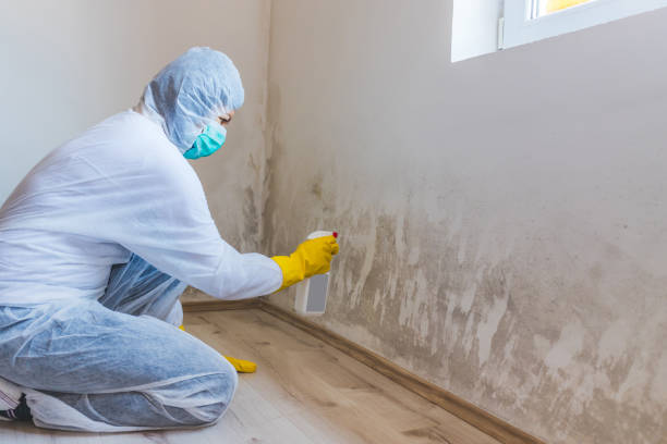 Licensed Crawl Space Mold Removal service in Auburn, IL - WQB Mold Removal