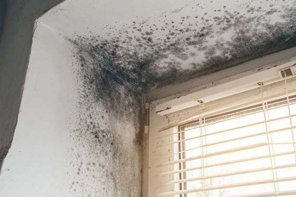 Affordable Crawl Space Mold Removal solutions in Auburn, IL