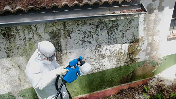 Top rated local Crawl Space Mold Removal specialists in Auburn, IL